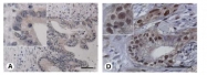 AP02055PU-S - Bone sialoprotein 2