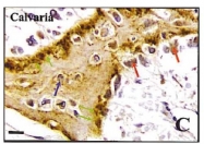AP02056SU-S - Bone sialoprotein 2