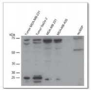 AP02051SU-S - Bone sialoprotein 2