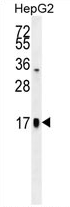 AP54373PU-N - Glycoprotein hormones alpha chain
