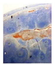 AM02223PU-S - Defensin beta 4