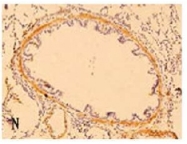 AM02222PU-S - Defensin beta 3