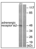 AP31835PU-N - Beta-2 adrenergic receptor