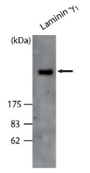 AP02273SU-N - Laminin gamma 1