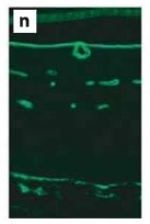 AP02273SU-N - Laminin gamma 1