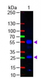 R1388F - Human IgG