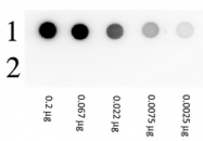 RA104GAL - Biotin