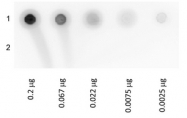 RA104GLU - Biotin