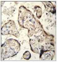 AP53753PU-N - RSBN1
