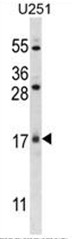 AP50534PU-N - C1orf144