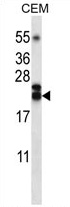 AP54317PU-N - CD252 / TNFSF4
