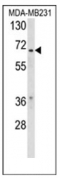 AP53774PU-N - RXR-beta / RXRB