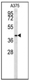 AP53780PU-N - SLC35B2 / PAPST1