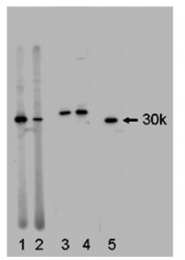 AP05567SU-N - 14-3-3 protein gamma