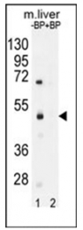 AP53793PU-N - SAMD8 / SMSr