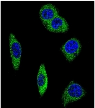 AP17872PU-N - Alpha-2B adrenergic receptor / ADRA2B
