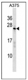 AP53798PU-N - Nuclear protein Hcc-1