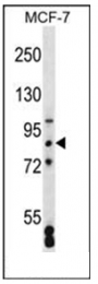 AP53802PU-N - SATB2