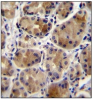 AP53806PU-N - SCAP