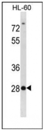 AP53822PU-N - Syntenin-2 / SDCBP2