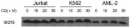 AP11162PU-N - ISG15 / G1P2