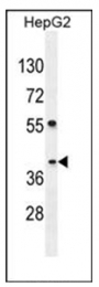 AP53829PU-N - SEC13
