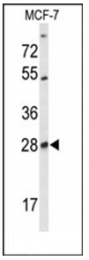 AP53842PU-N - Selenoprotein T (SELT)
