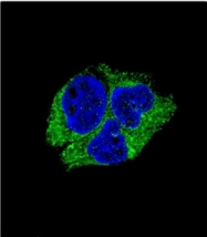 AP53865PU-N - Neuroserpin / SERPINI1