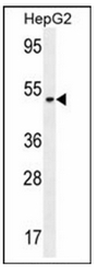 AP53865PU-N - Neuroserpin / SERPINI1