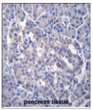 AP53867PU-N - Sestrin-3 (SESN3)