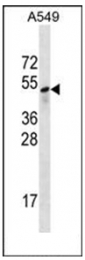 AP53867PU-N - Sestrin-3 (SESN3)