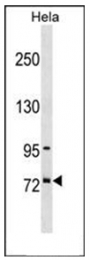 AP53872PU-N - Splicing factor 4 (SF4)