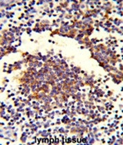AP50662PU-N - Complement C7