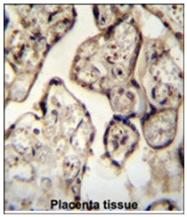 AP54128PU-N - Synaptotagmin-8