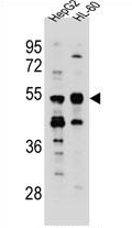 AP54217PU-N - Tektin-5