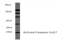 AP21048PU-N - Caspase-3