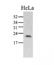 AM39042PU-N - Cyclophilin C