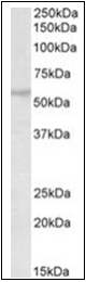 AP31866PU-N - TRIM69 / RNF36