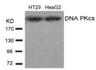 AP02696PU-S - DNA-PKcs / PRKDC / XRCC7