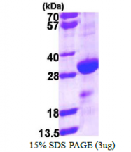 AR39146PU-L - DENR / DRP1