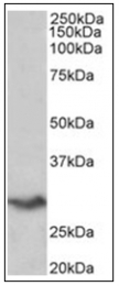 AP31843PU-N - VTCN1 / B7H4