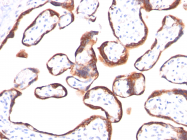 AM50097PU-S - Glycoprotein hormones alpha chain