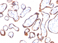 AM50098PU-S - Chorionic Gonadotropin (hCG)