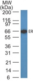 AM50107PU-N - Estrogen receptor alpha