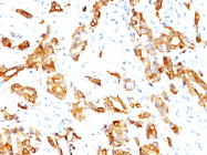 AM50114PU-N - HSPB1 / HSP27