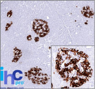 AM50124PU-S - Insulin