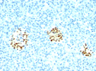 AM50148PU-S - NKX2-2