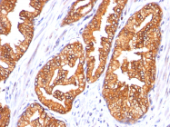 AM50149PU-N - Ornithine decarboxylase
