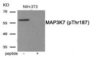 AP55856PU-S - TAK1 / MAP3K7