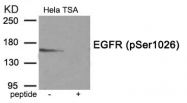 AP55858PU-S - EGFR / ERBB1